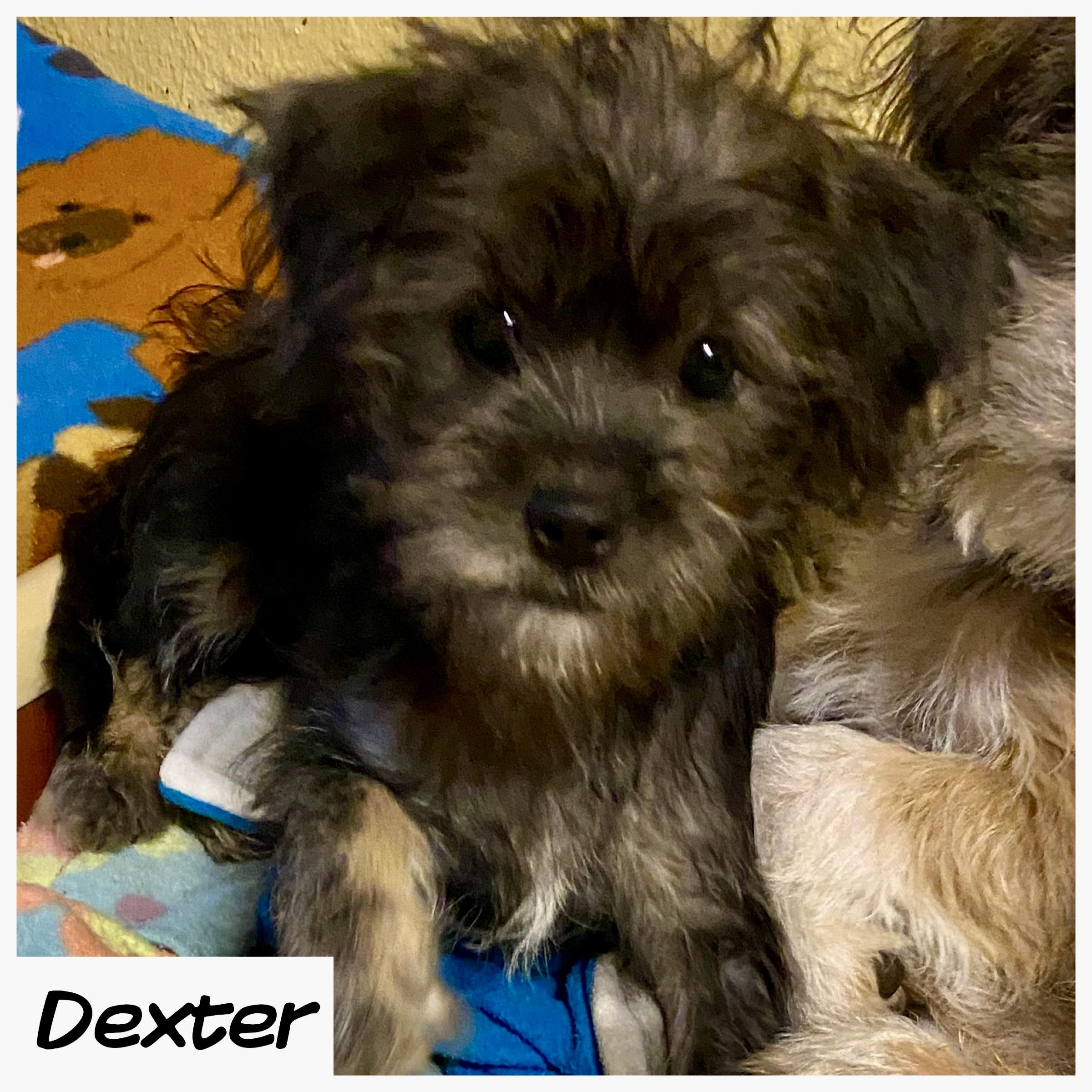 Enlarge Dexter, a ADOPTABLE mixed breed in Edmond, OK image 1/3