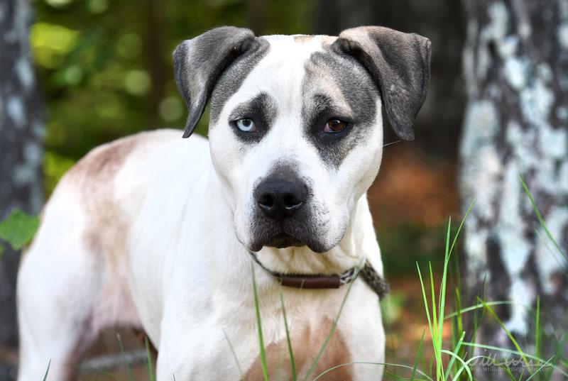 Enlarge Bohdi, a ADOPTABLE mixed breed in Monroe, GA image 6/6