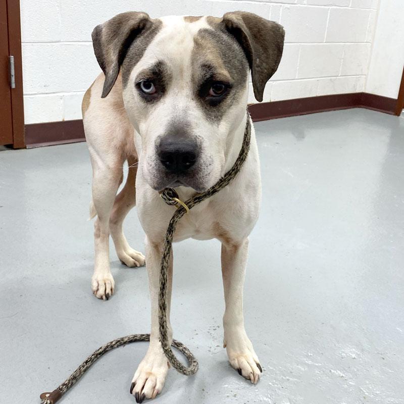 Enlarge Bohdi, a ADOPTABLE mixed breed in Monroe, GA image 3/6