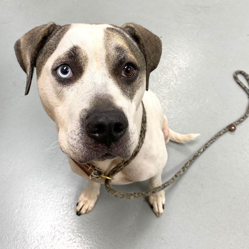 Enlarge Bohdi, a ADOPTABLE mixed breed in Monroe, GA image 5/6