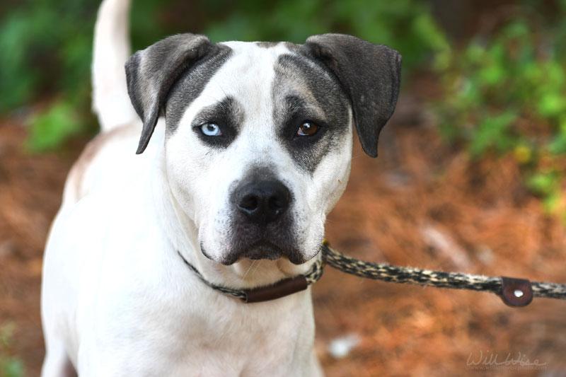Enlarge Bohdi, a ADOPTABLE mixed breed in Monroe, GA image 1/6