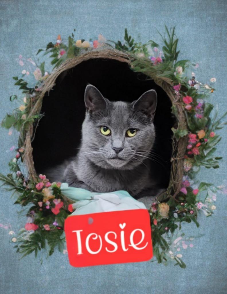 Enlarge Josie, a Adoptable mixed breed in Jim Thorpe, PA image 1/4