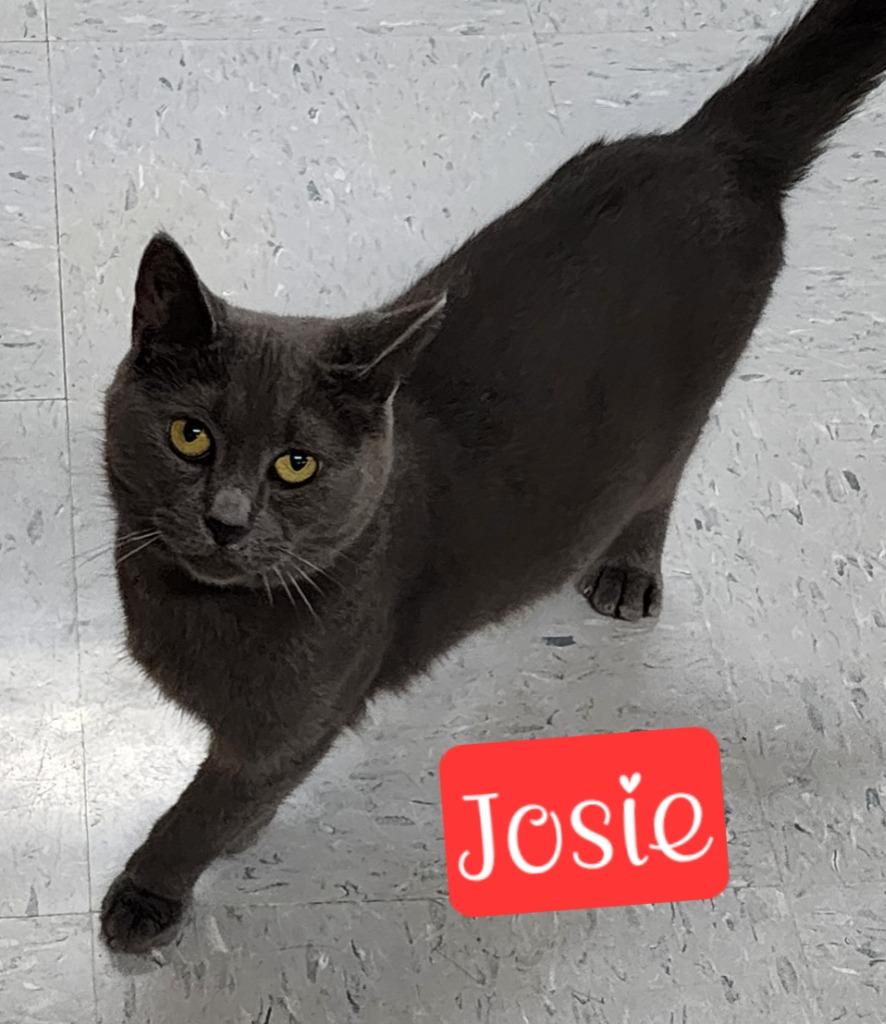 Enlarge Josie, a Adoptable mixed breed in Jim Thorpe, PA image 3/4