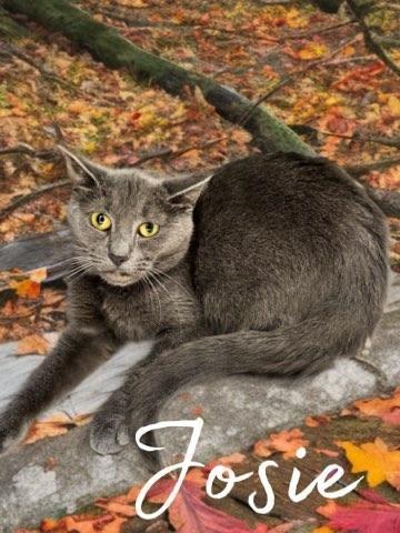 Enlarge Josie, a Adoptable mixed breed in Jim Thorpe, PA image 4/4