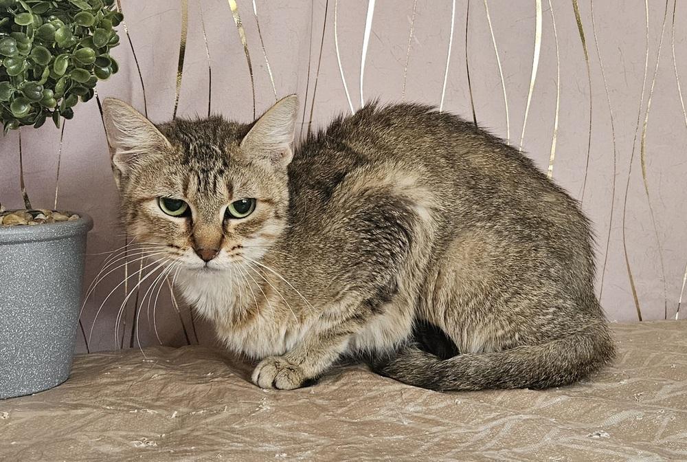 Dionne (DEE-ON), a Adoptable Tabby in Tarrytown, NY image 1/2