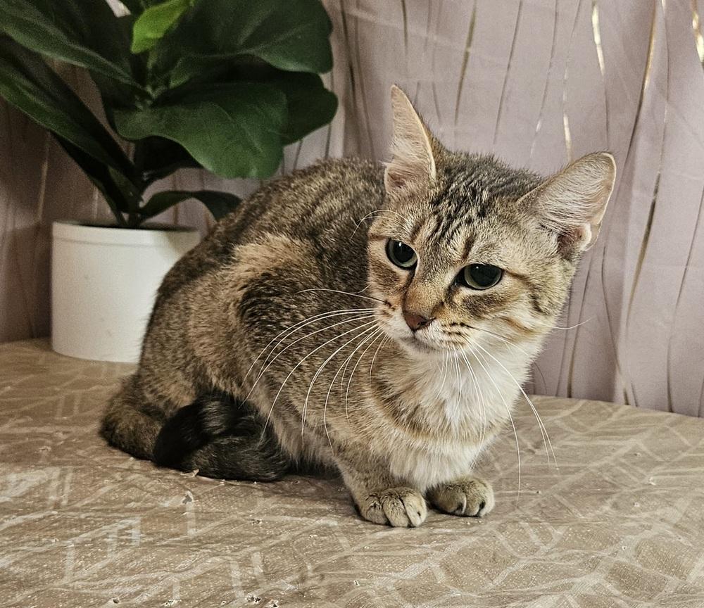 Dionne (DEE-ON), a Adoptable Tabby in Tarrytown, NY image 2/2