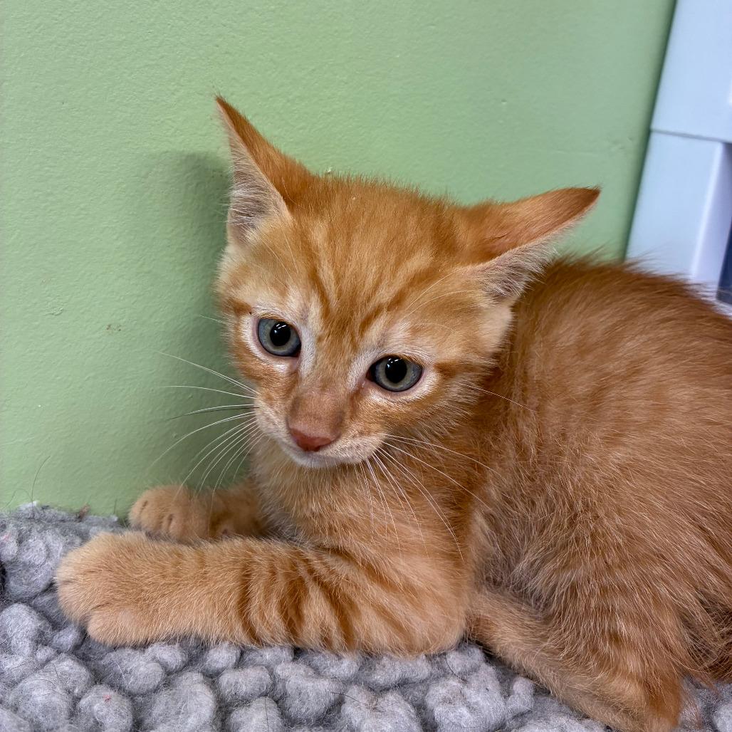 Gouda, Adoptable, Kitten Male Domestic Short Hair.