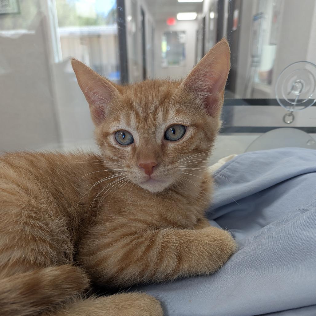 Enlarge Gouda, a Adoptable Domestic Short Hair in St. Helena, CA image 2/3