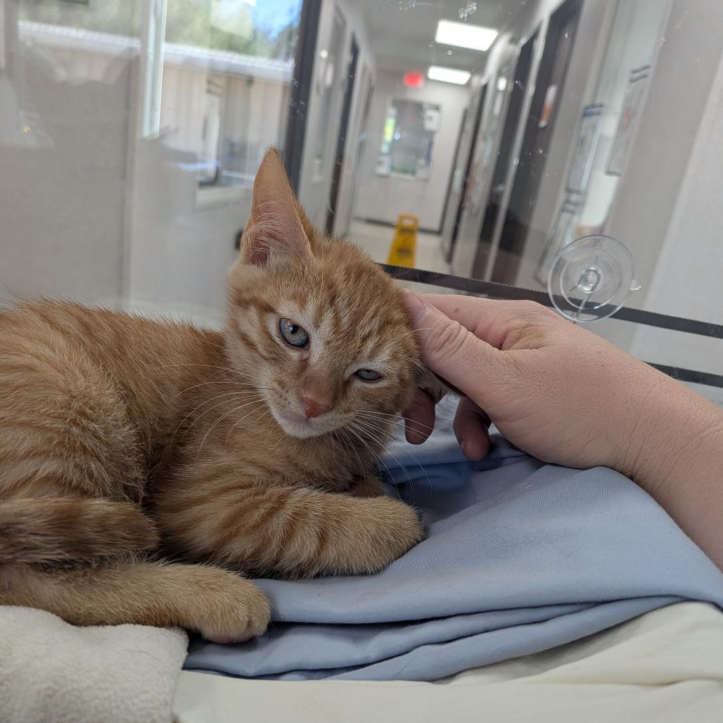 Enlarge Gouda, a Adoptable Domestic Short Hair in St. Helena, CA image 3/3