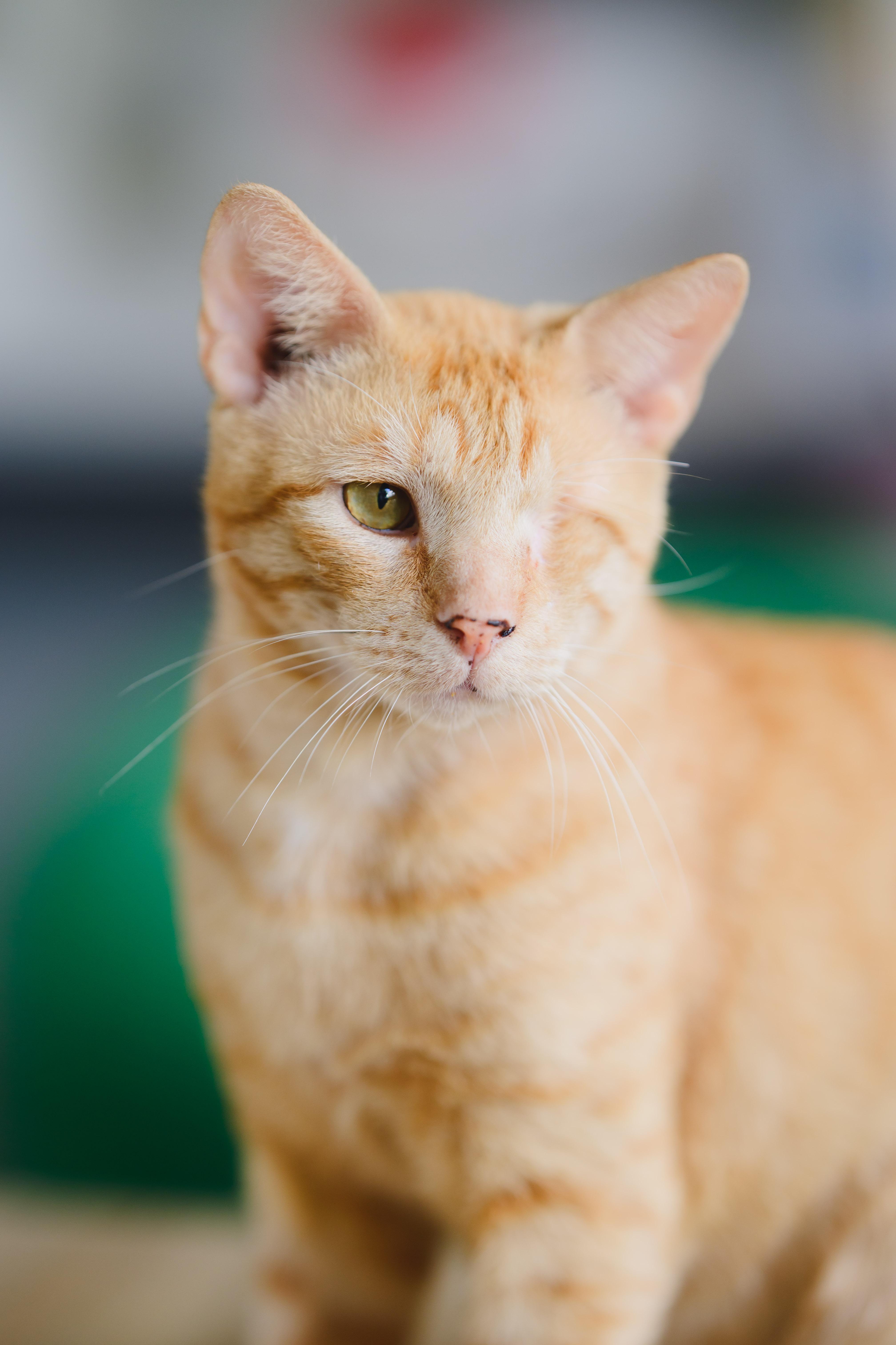 Ricky, Adoptable, Adult Male Domestic Short Hair.