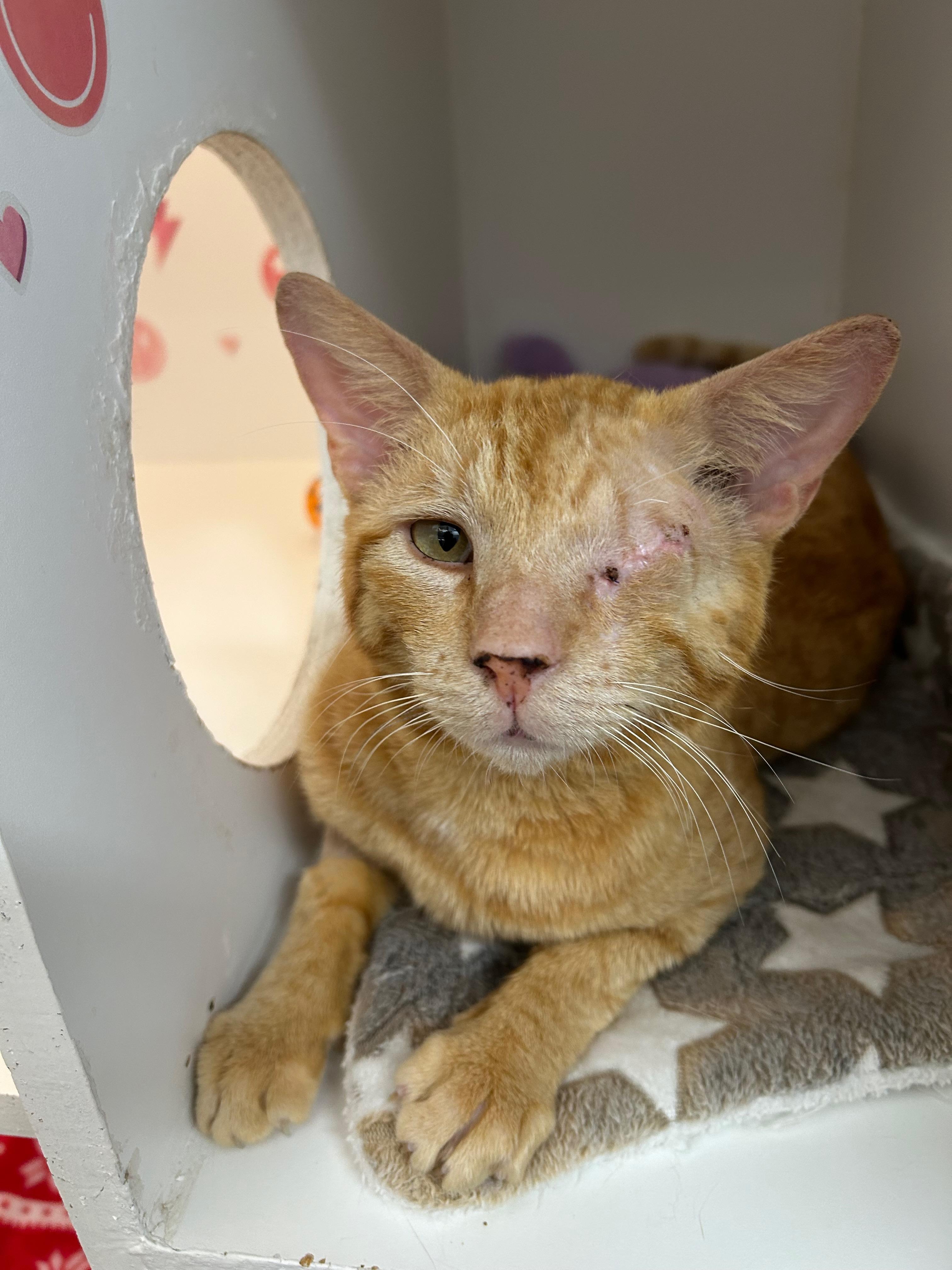 Ricky, Adoptable, Adult Male Domestic Short Hair.