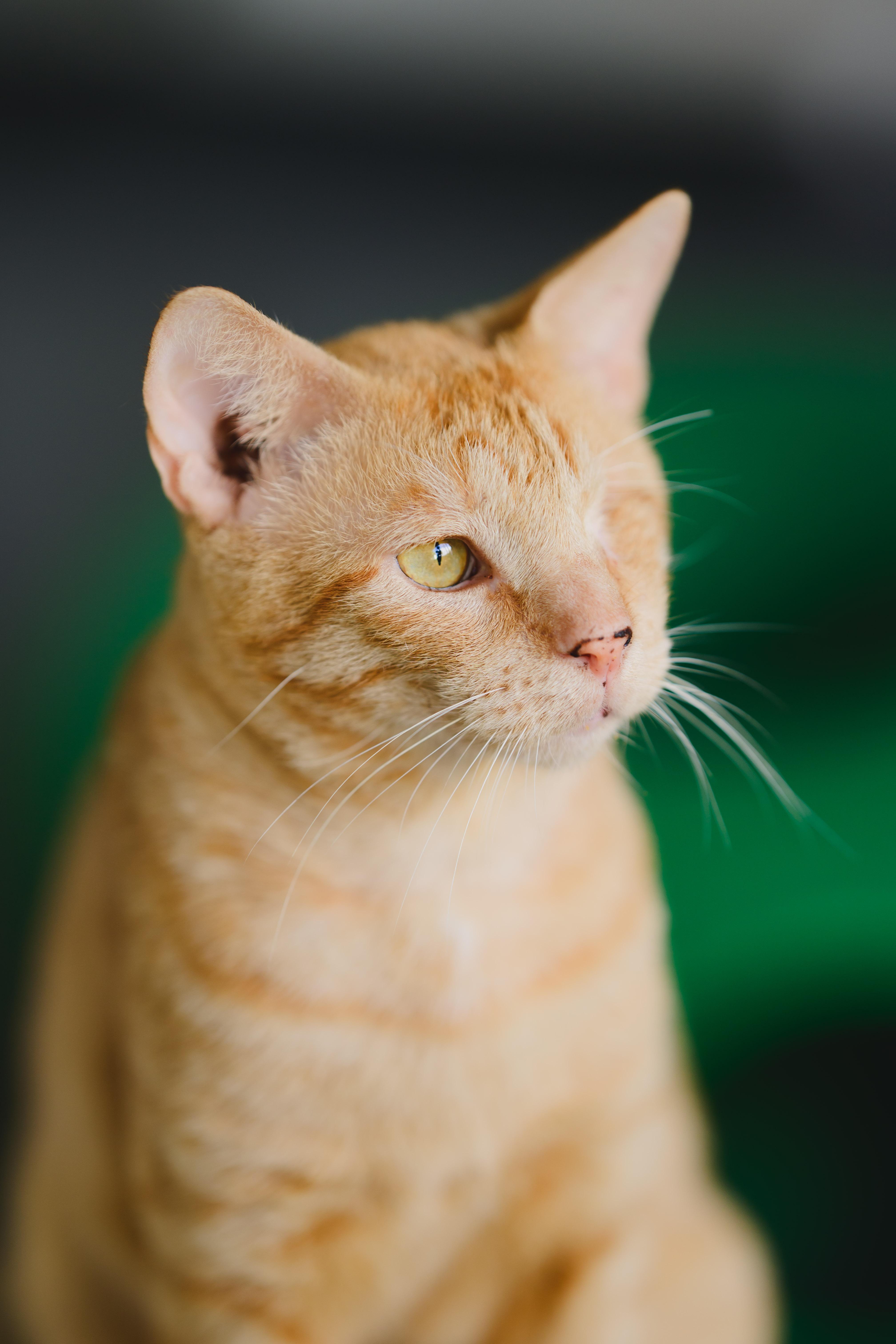Ricky, a Adoptable Domestic Short Hair in Honolulu, HI image 3/6