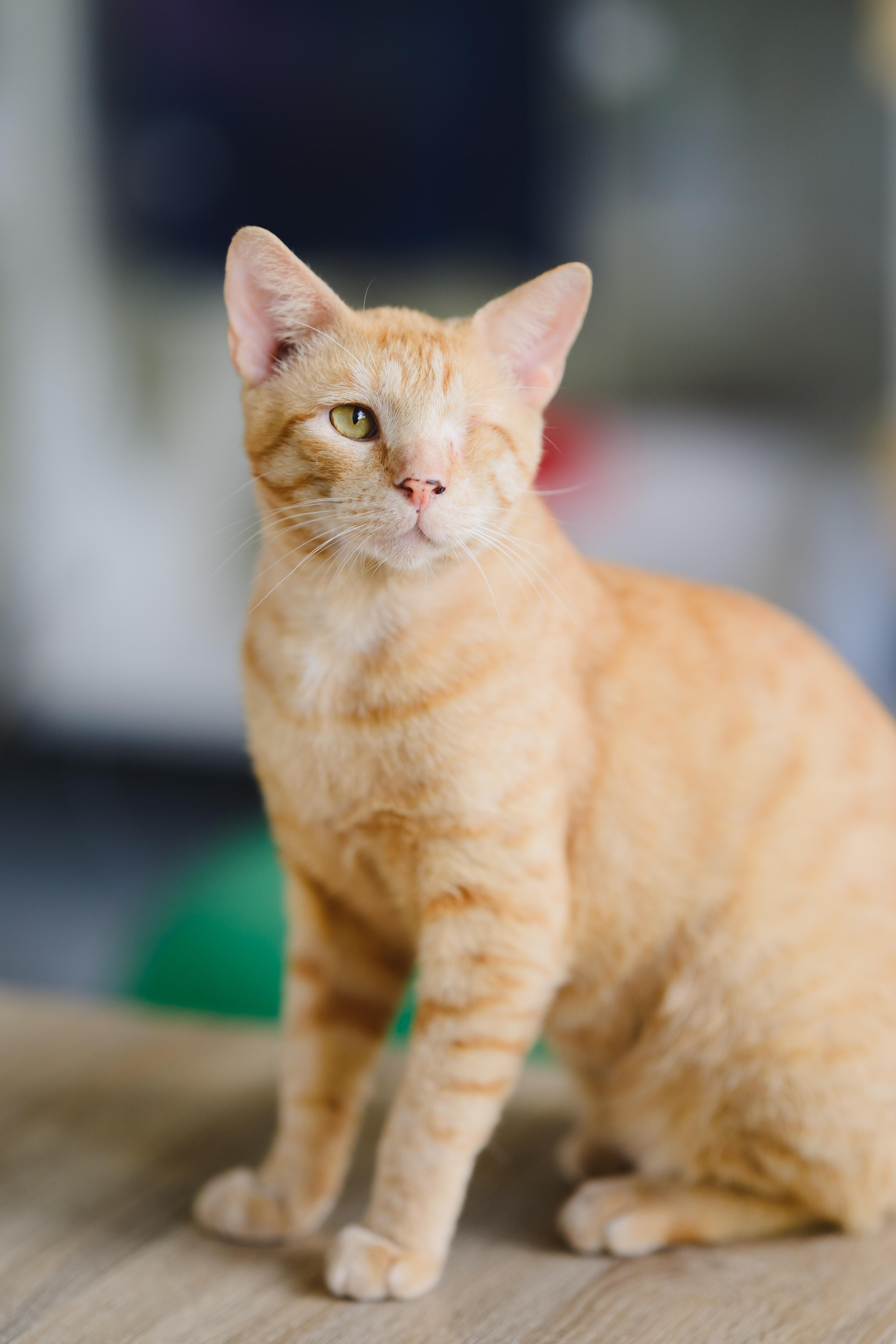 Ricky, a Adoptable Domestic Short Hair in Honolulu, HI image 4/6