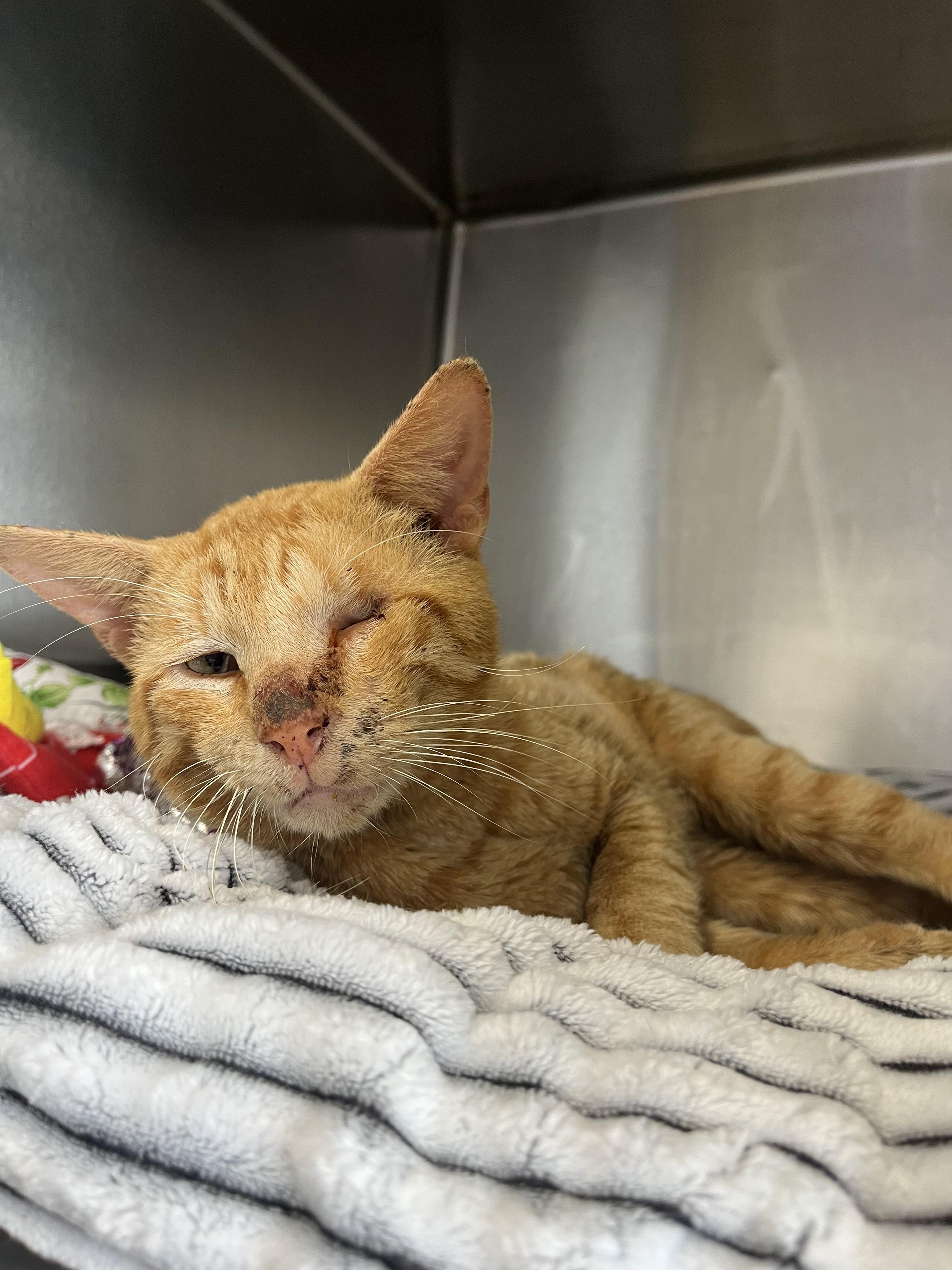 Ricky, a Adoptable Domestic Short Hair in Honolulu, HI image 2/2