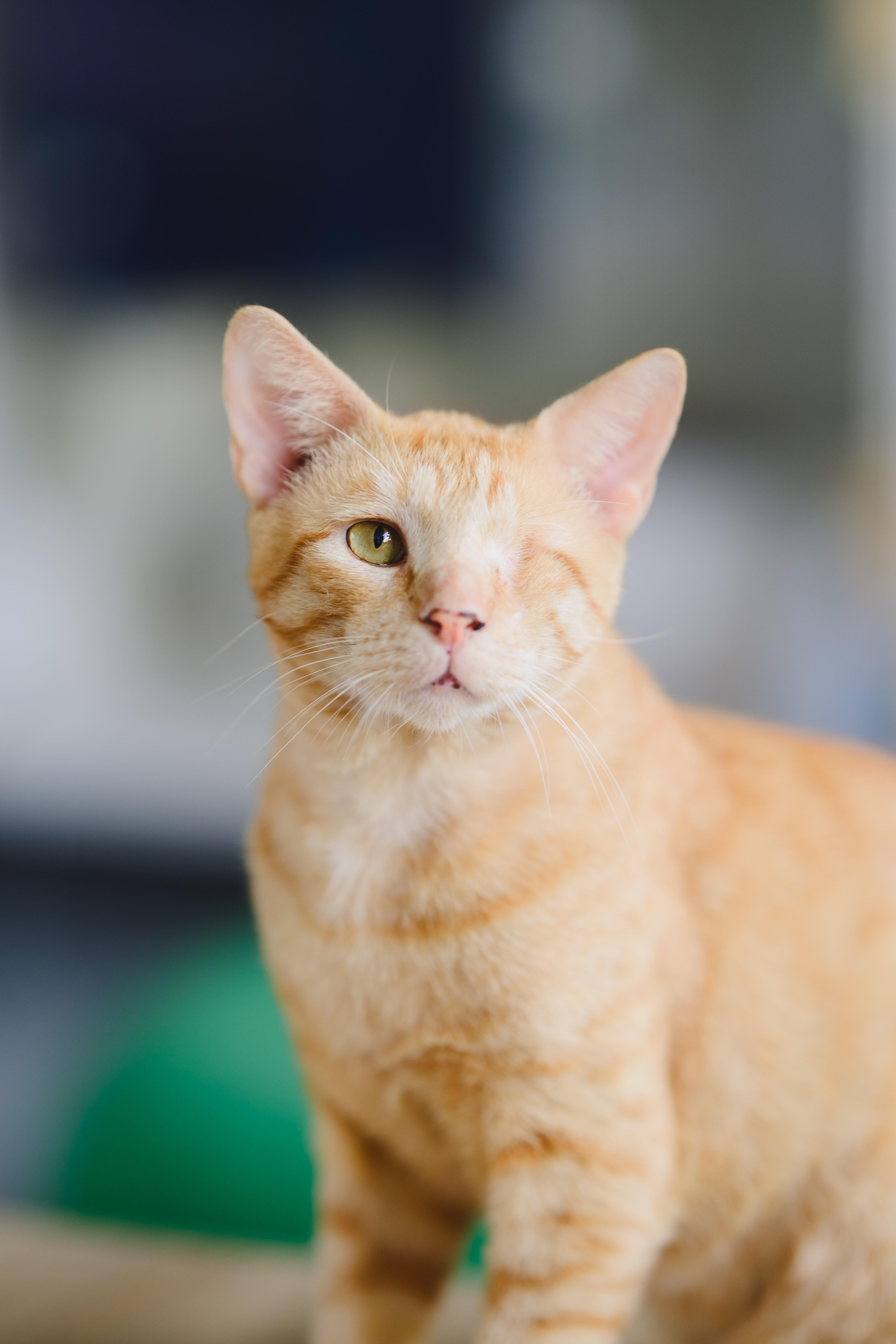 Ricky, a Adoptable Domestic Short Hair in Honolulu, HI image 6/6