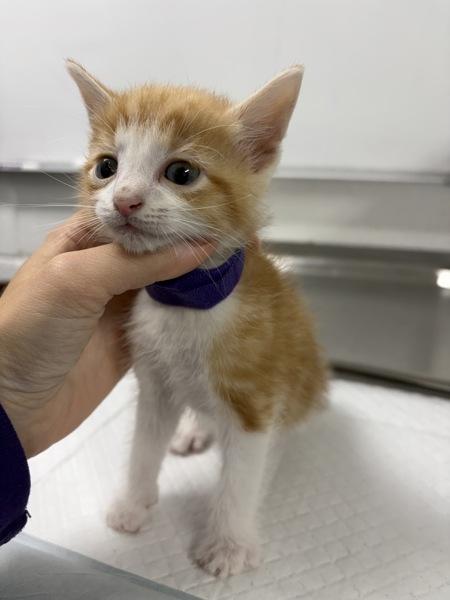 Enlarge Pumpkin, a Adoptable mixed breed in Morristown, TN image 1/1