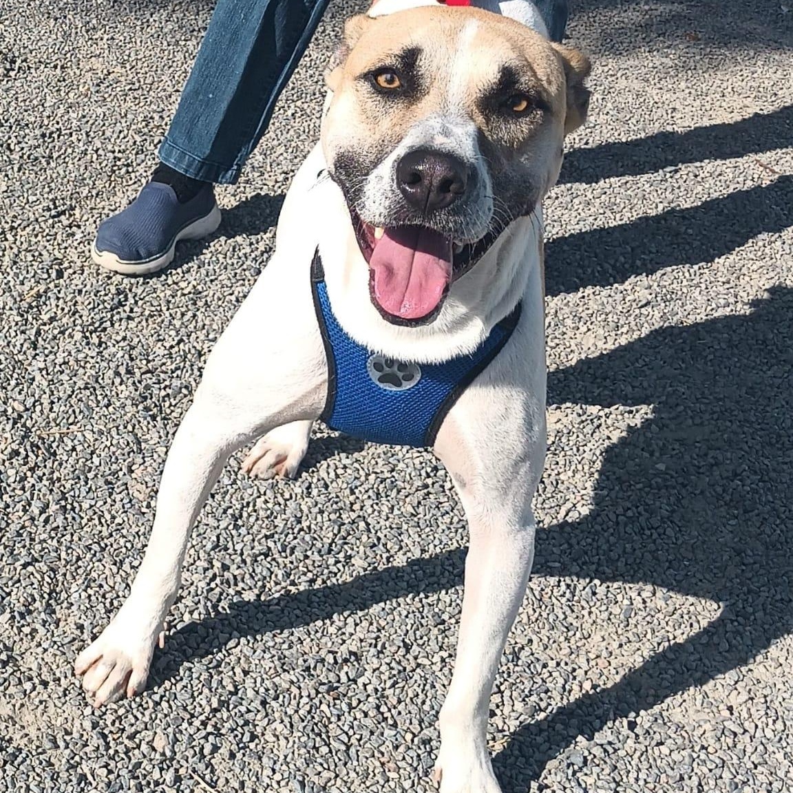 Duke, ADOPTABLE, Young Male American Staffordshire Terrier.
