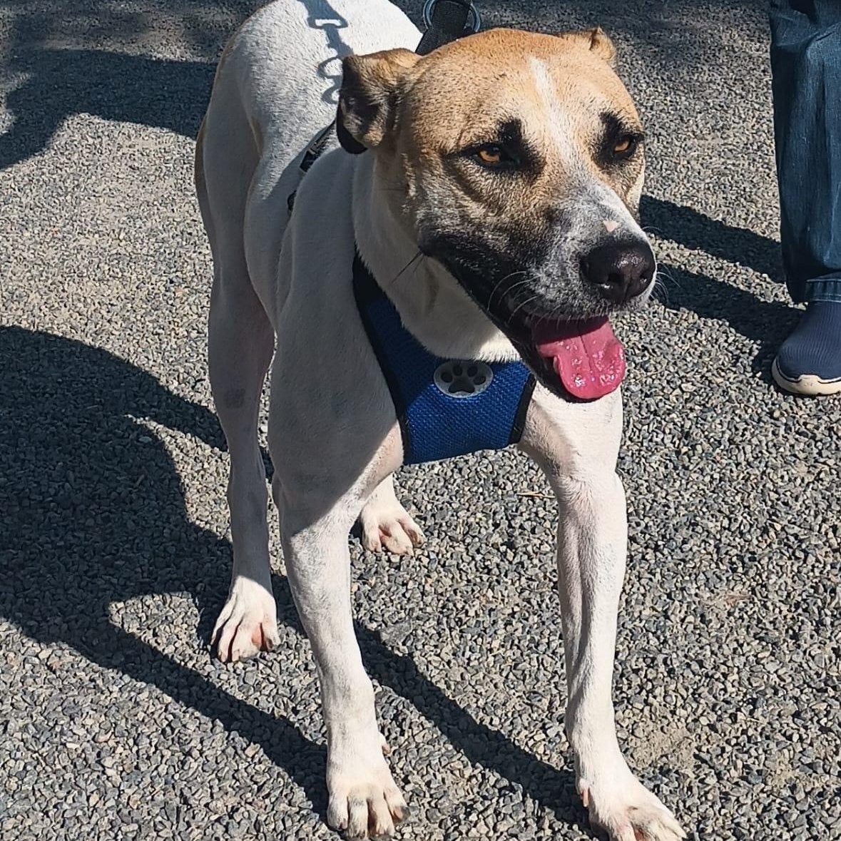 Duke, a ADOPTABLE mixed breed in San Diego, CA image 5/5