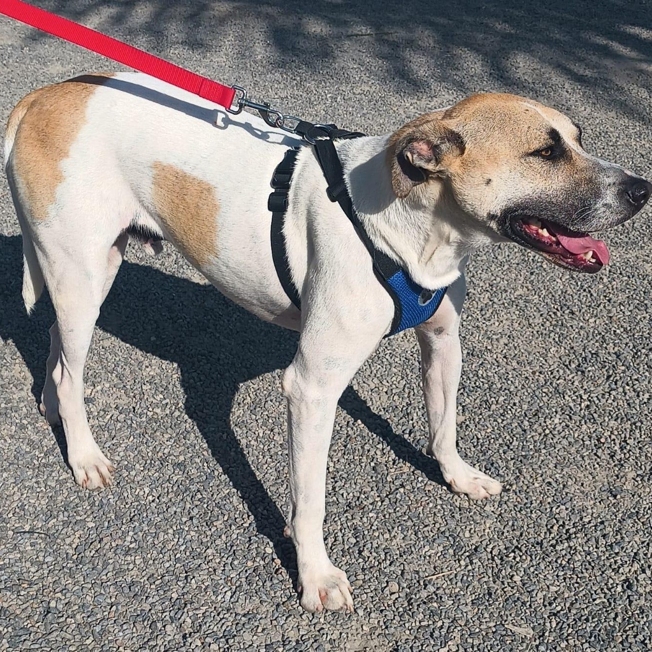 Duke, a ADOPTABLE mixed breed in San Diego, CA image 2/5