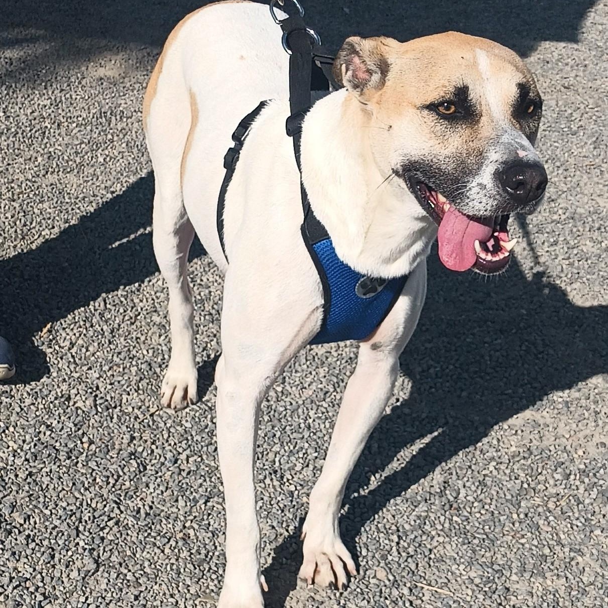 Duke, a ADOPTABLE mixed breed in San Diego, CA image 3/5