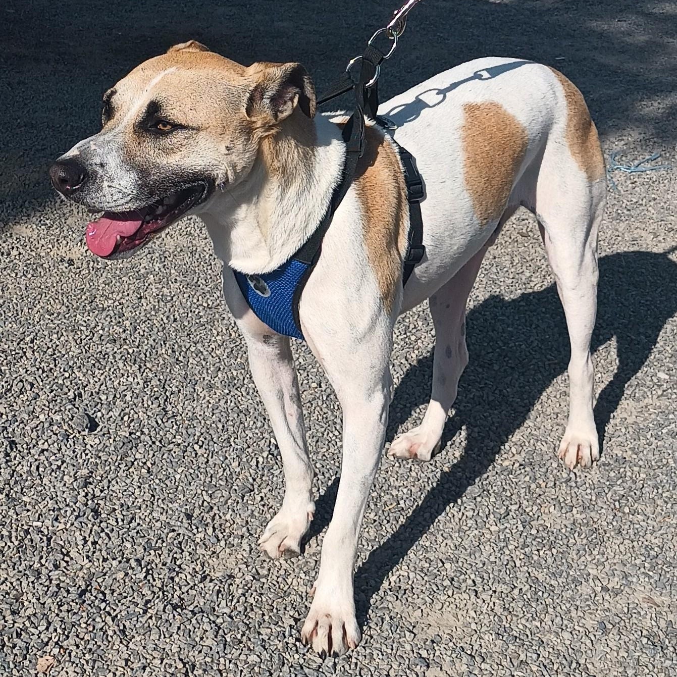 Duke, a ADOPTABLE mixed breed in San Diego, CA image 4/5