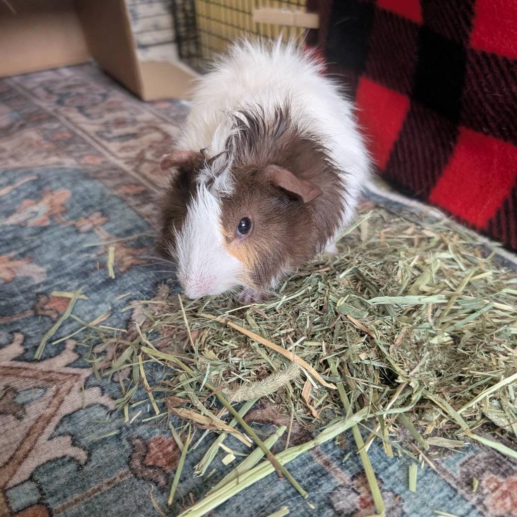 Enlarge Jackson, a Adoptable Guinea Pig in Las Vegas, NV image 1/1