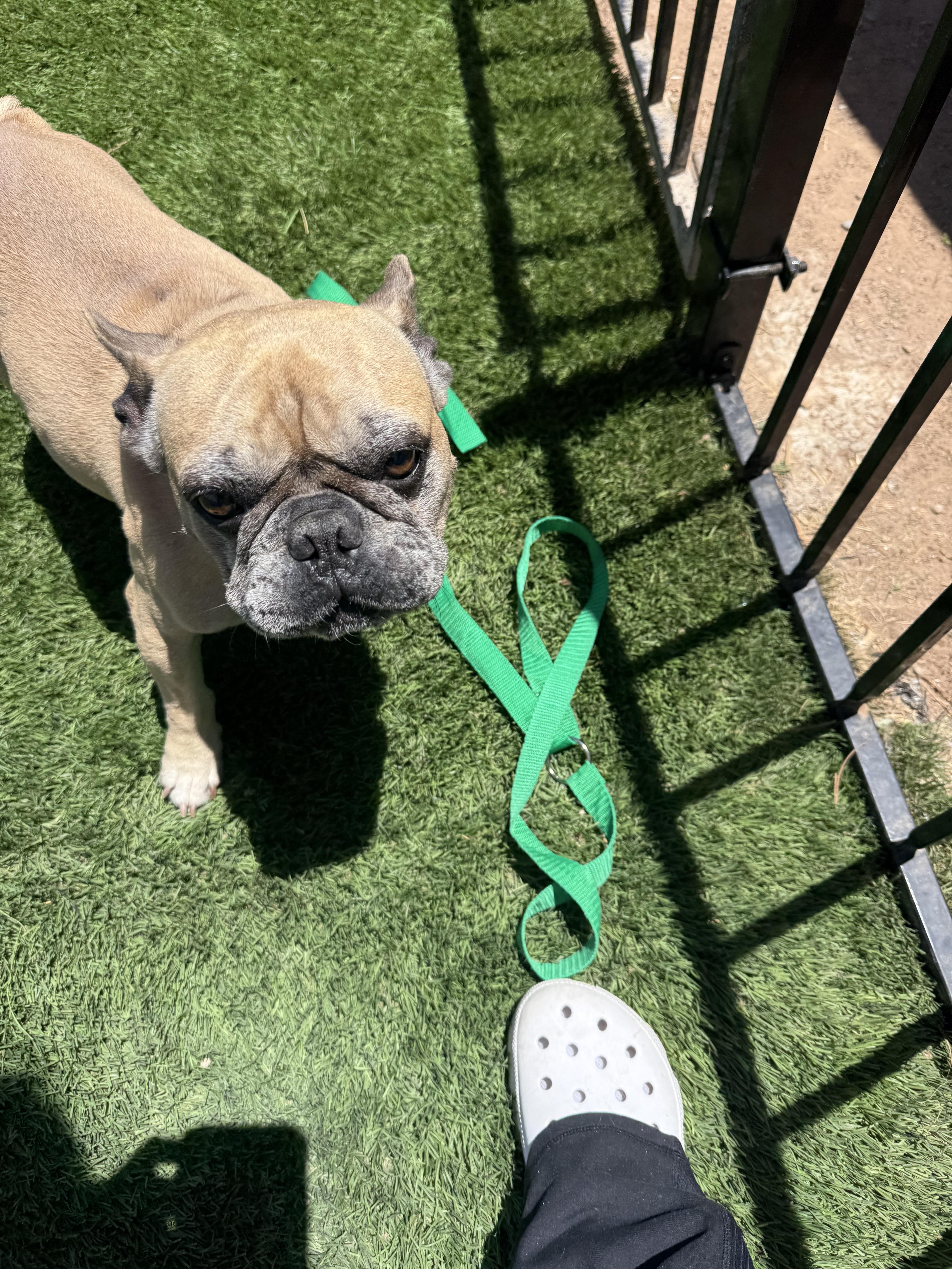 Truby, Adoptable, Adult Female French Bulldog.
