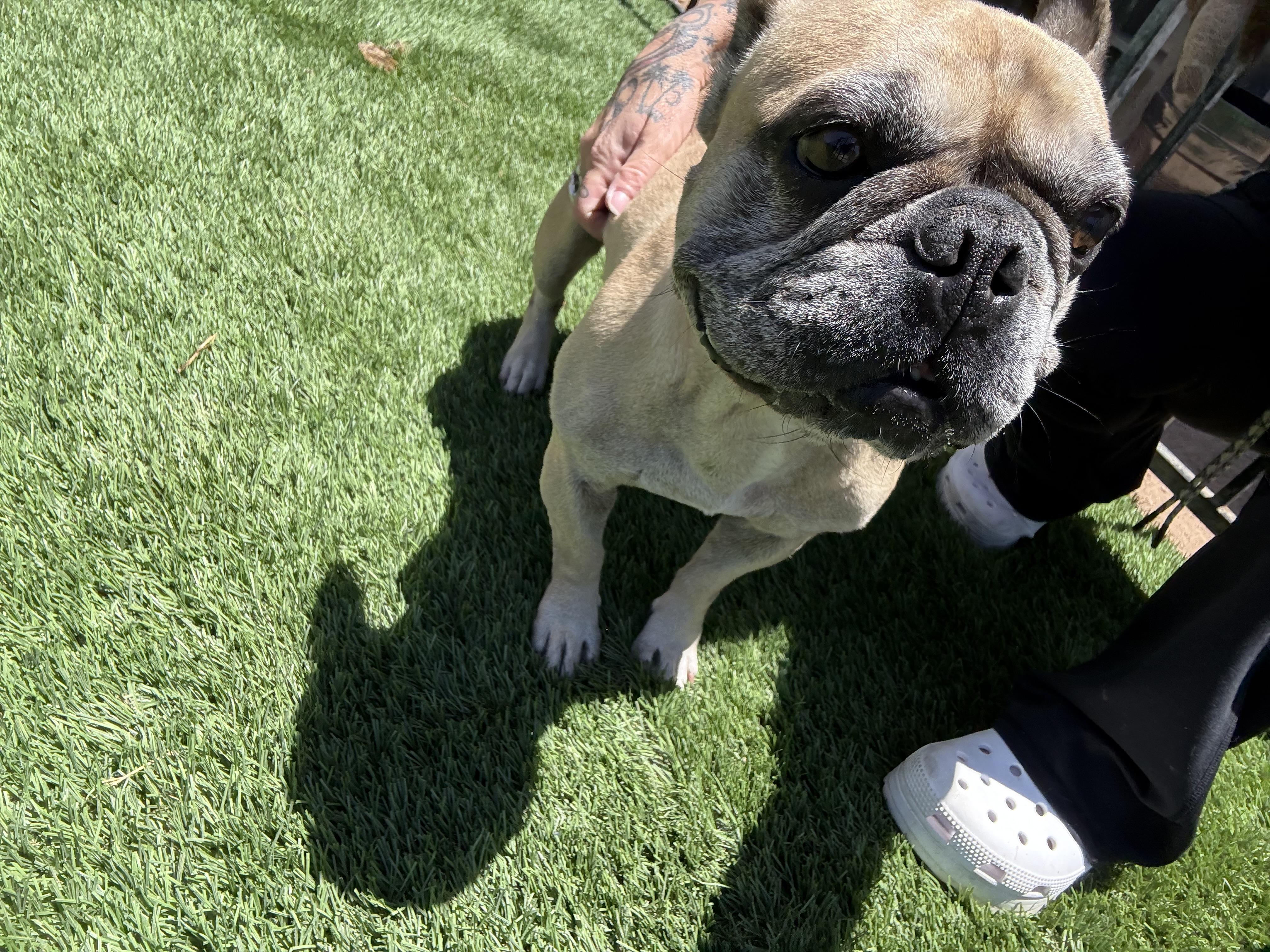Truby, a Adoptable French Bulldog in Mesa, AZ image 2/3