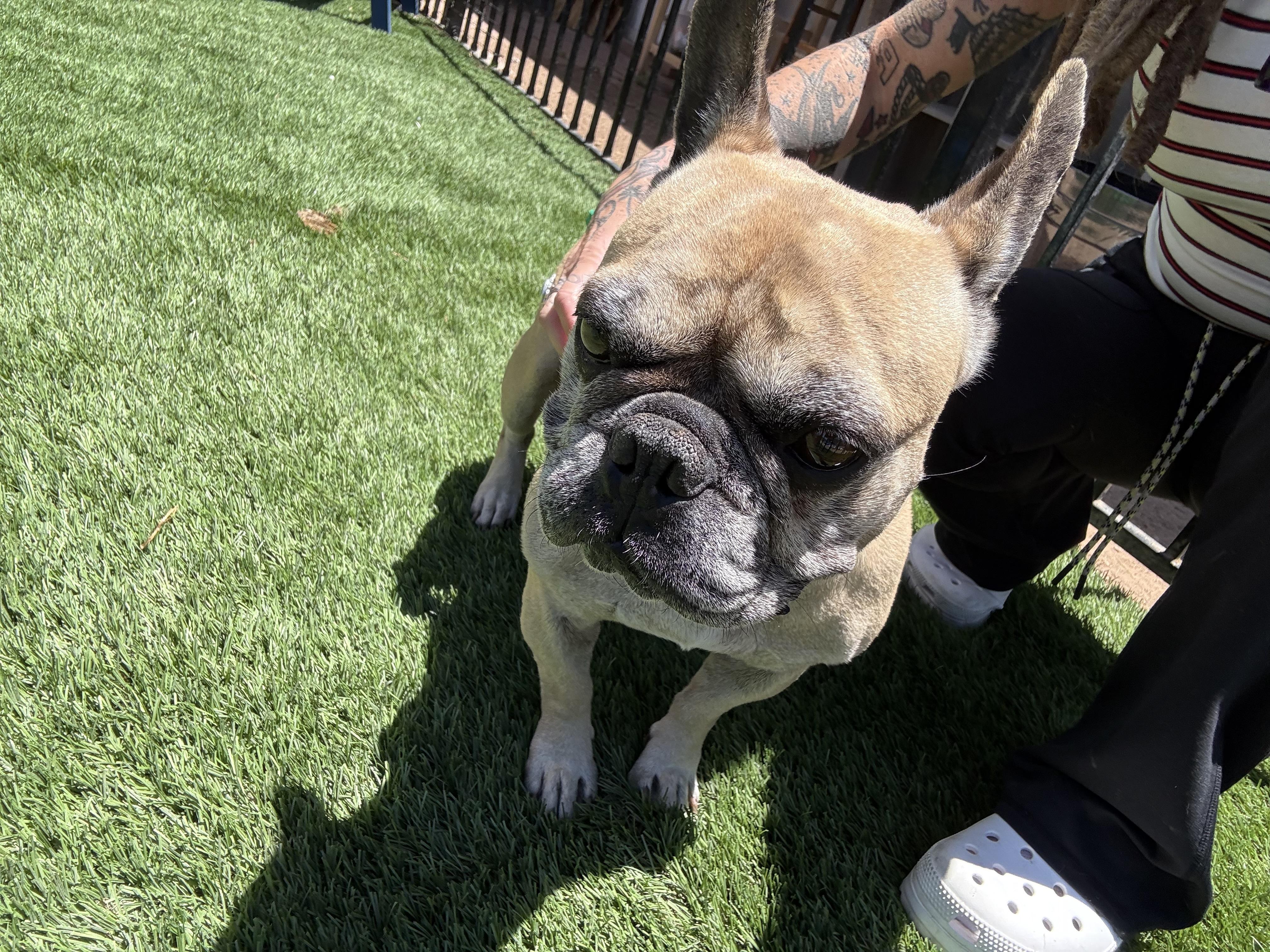 Truby, a Adoptable French Bulldog in Mesa, AZ image 3/3