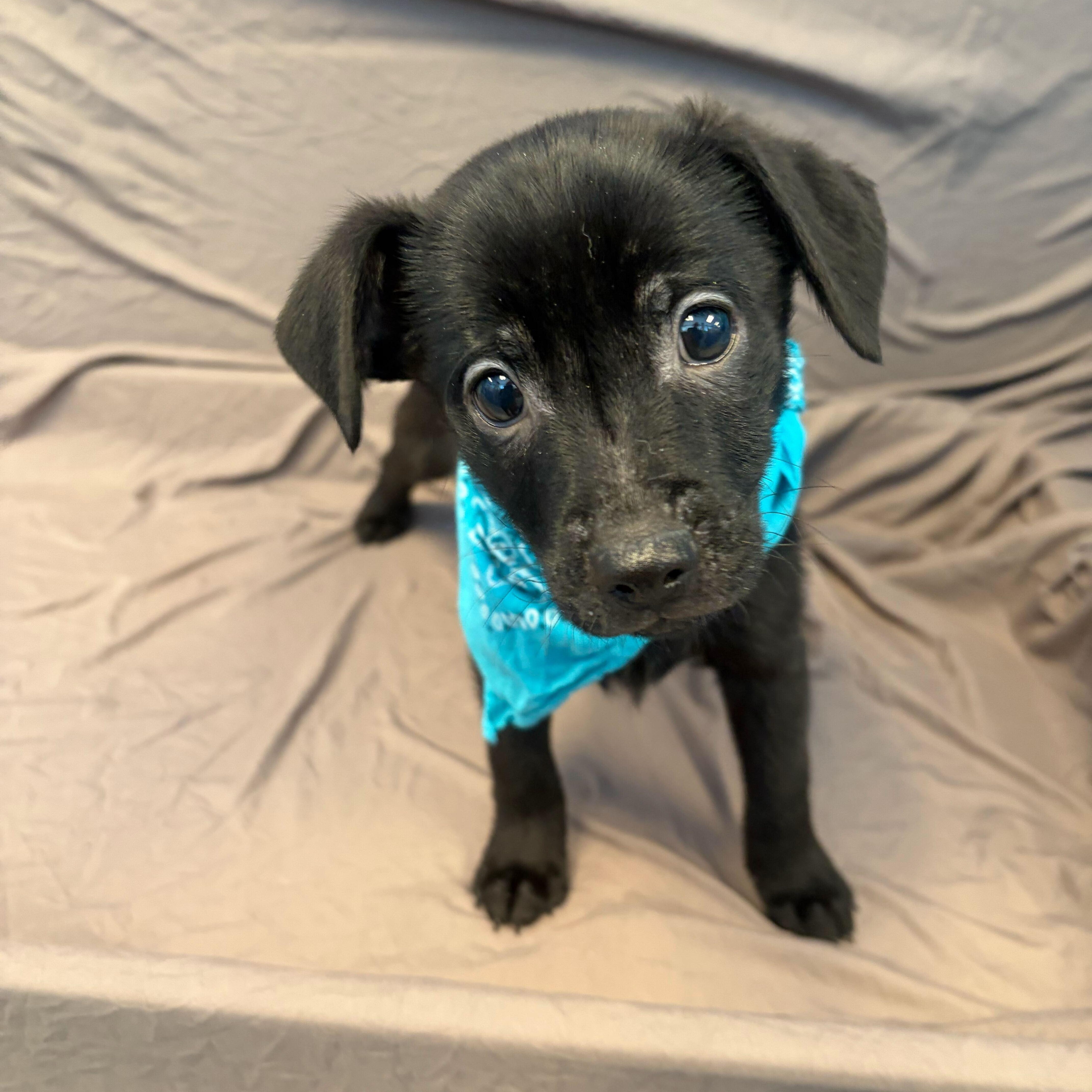 Enlarge Finn, a ADOPTABLE Mixed Breed in Canal Winchester, OH image 2/2