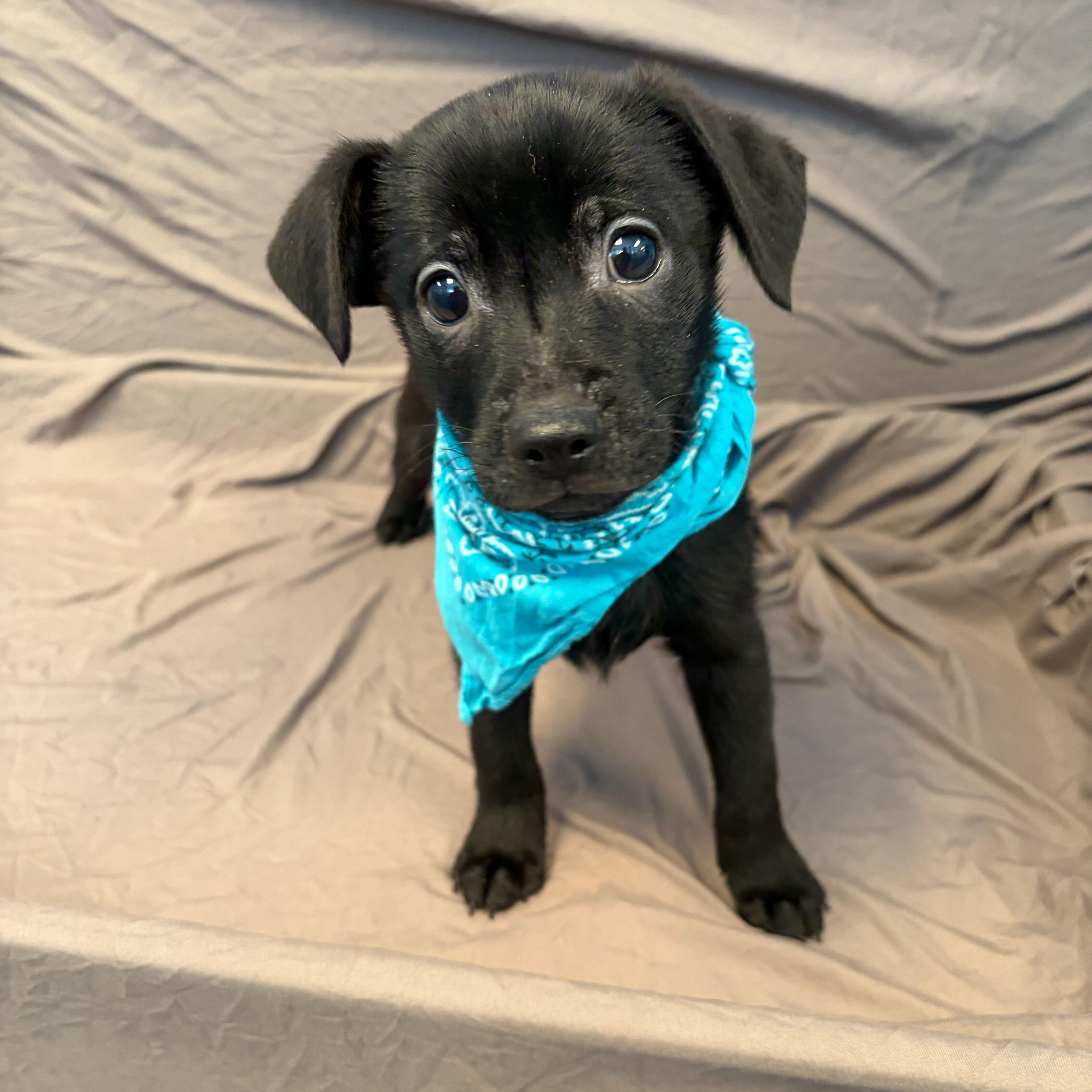 Enlarge Finn, a ADOPTABLE Mixed Breed in Canal Winchester, OH image 1/2