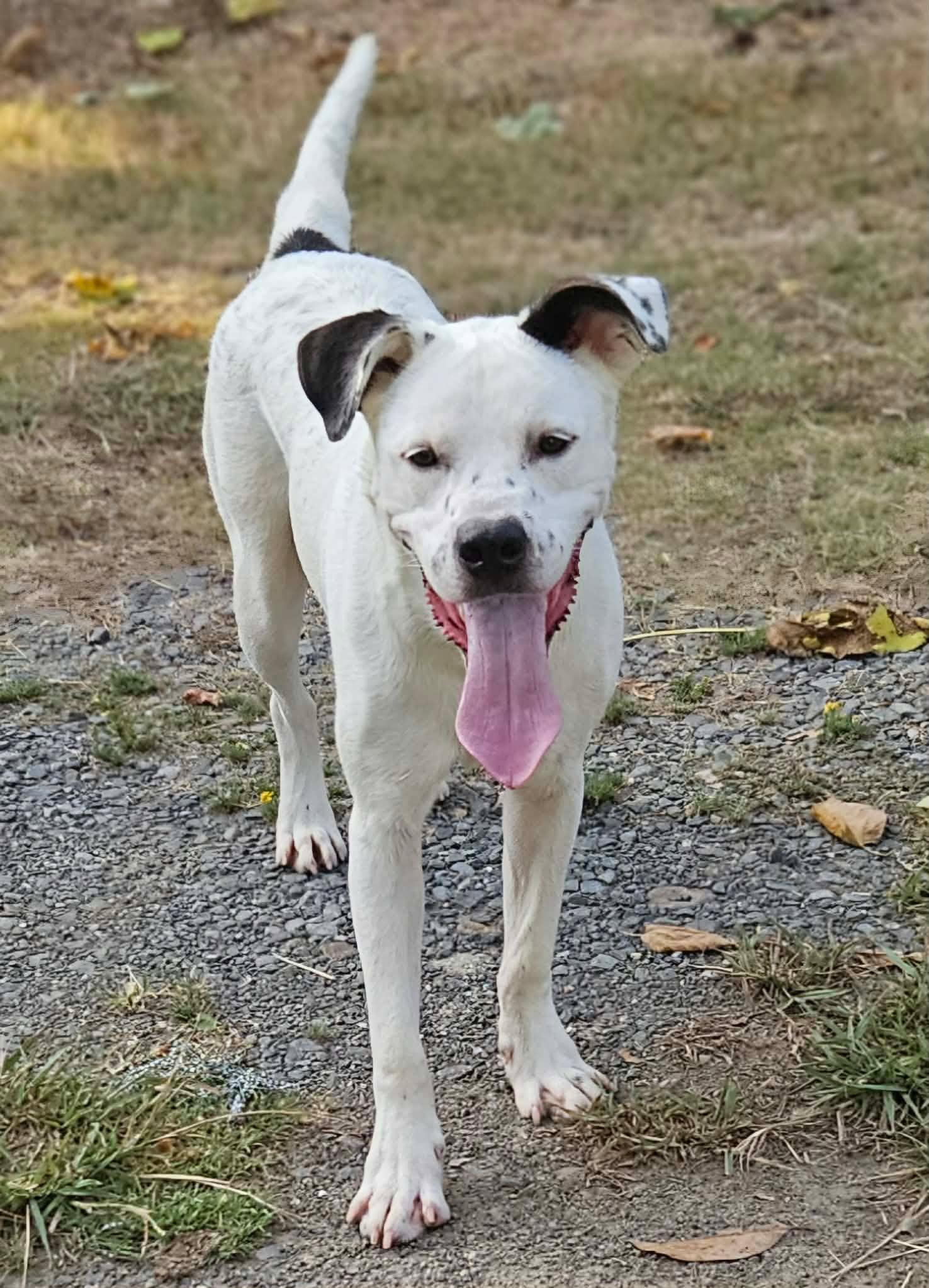 Leo, ADOPTABLE, Young Male Mixed Breed.