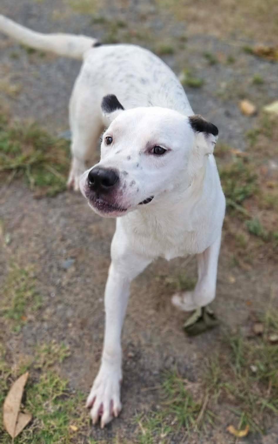Enlarge Leo, a ADOPTABLE Mixed Breed in Northwood, NH image 2/2