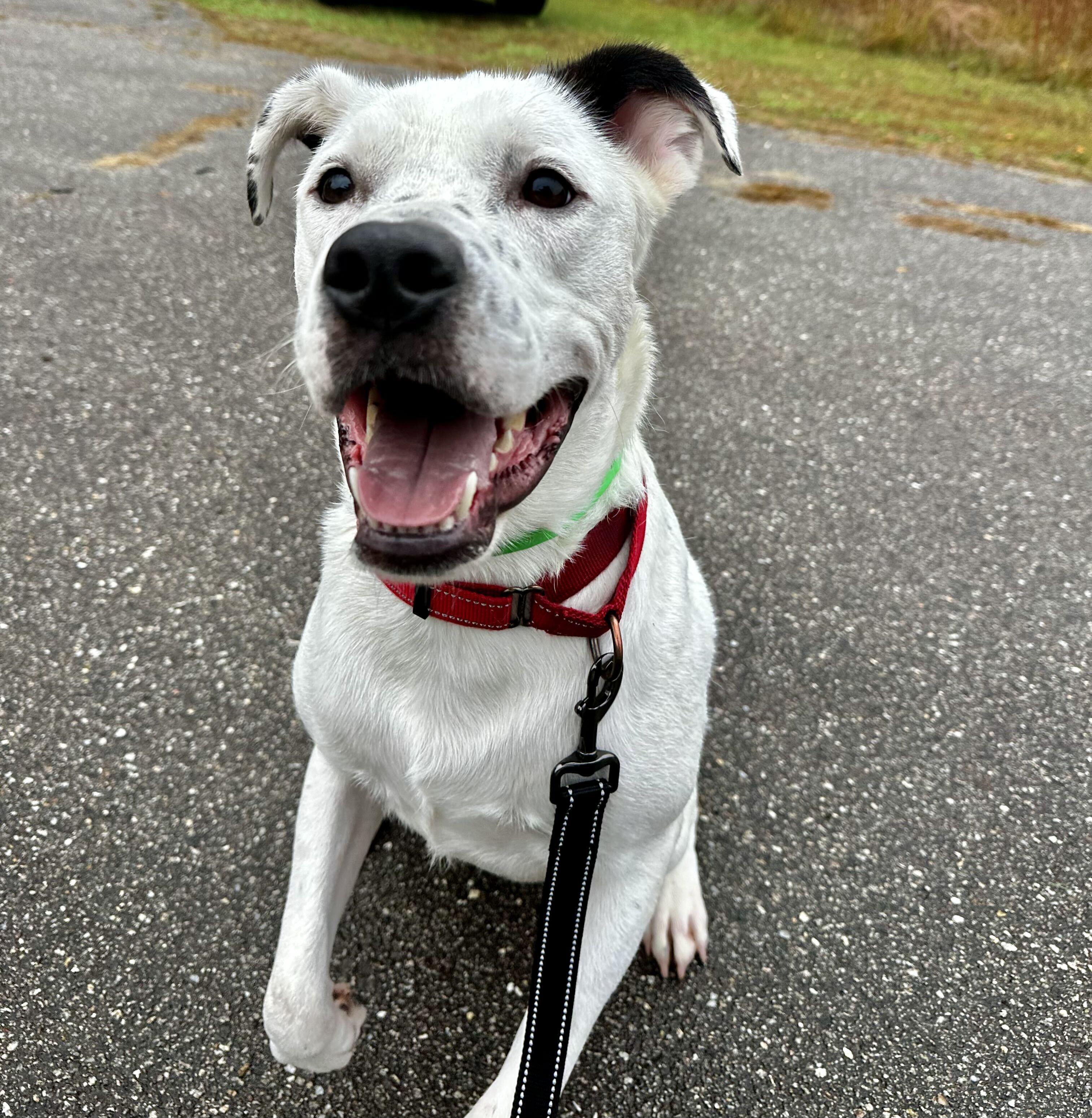 Enlarge Leo HERE IN NH, a Adopted Mixed Breed in Barrington, NH image 5/5