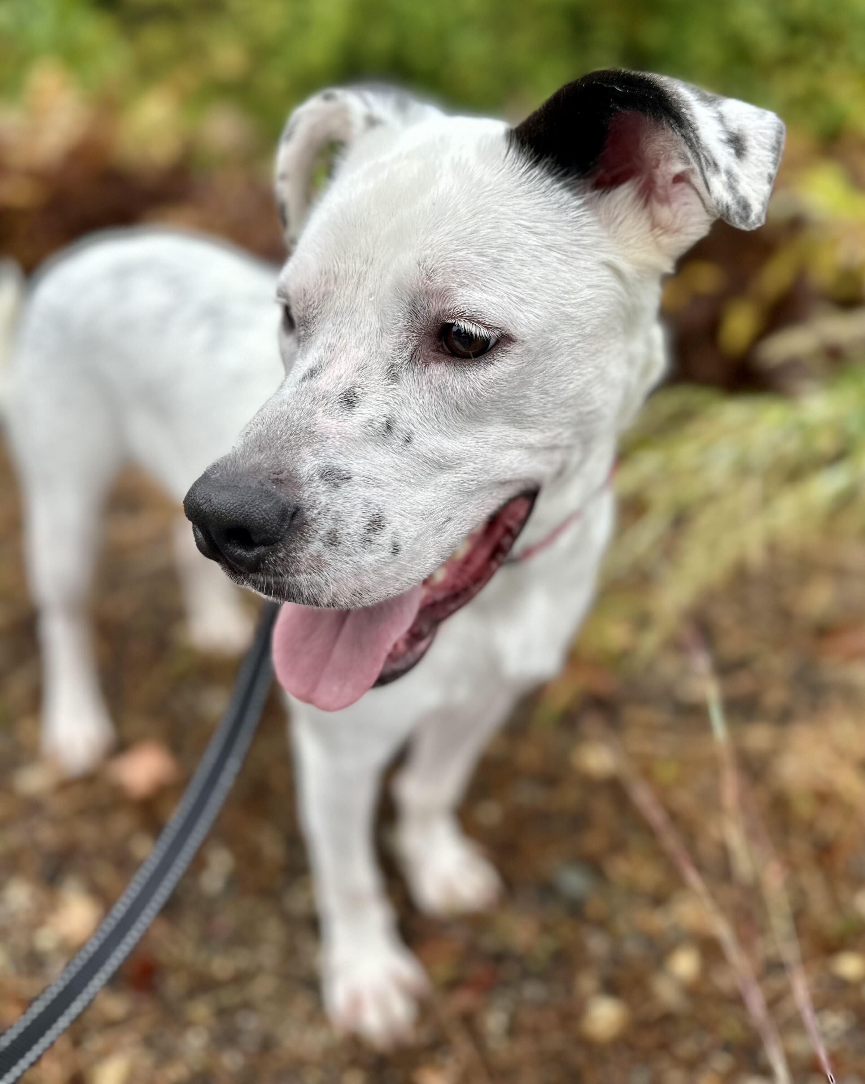 Enlarge Leo HERE IN NH, a Adopted Mixed Breed in Barrington, NH image 3/5