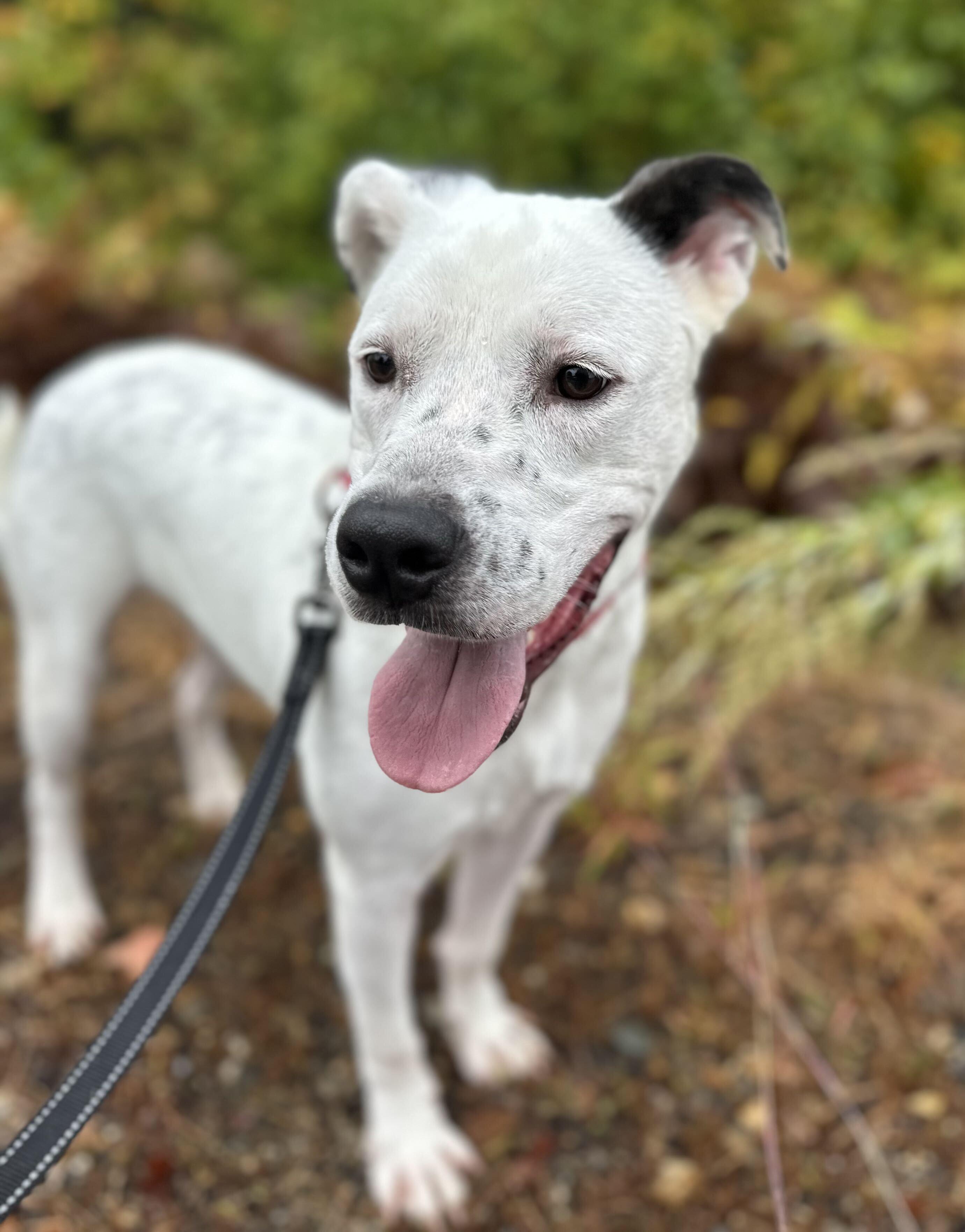 Enlarge Leo HERE IN NH, a Adopted Mixed Breed in Barrington, NH image 4/5