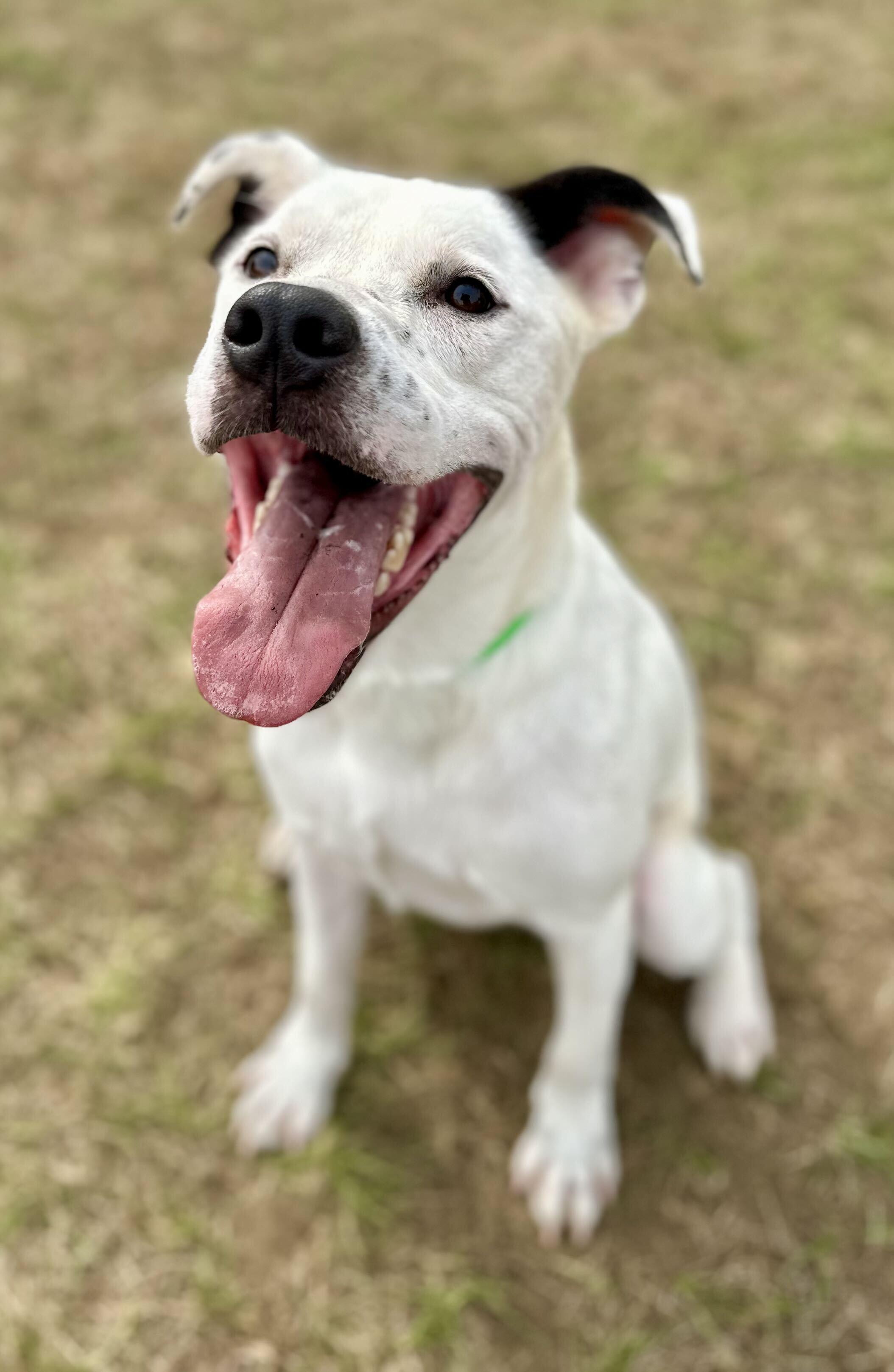 Leo, Adoptable, Young Male Mixed Breed.
