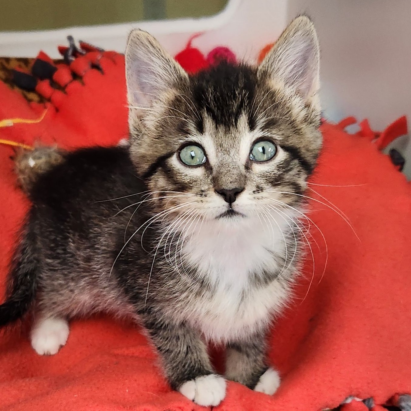 Cat for adoption Otho, a Domestic Short Hair in Marshfield, WI