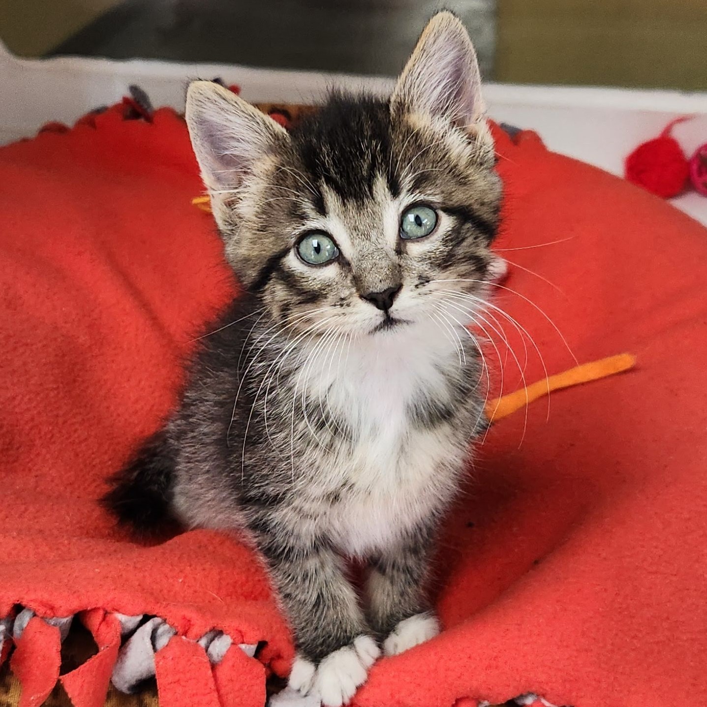 Cat for adoption Otho, a Domestic Short Hair in Marshfield, WI