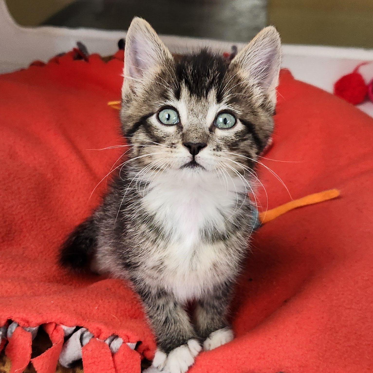 Cat for adoption Otho, a Domestic Short Hair in Marshfield, WI