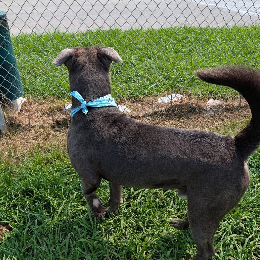 Jayda Skye, a Adoptable Mixed Breed in Columbiana, AL image 1/6