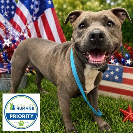 Jayda Skye, a Adoptable Mixed Breed in Columbiana, AL image 2/6