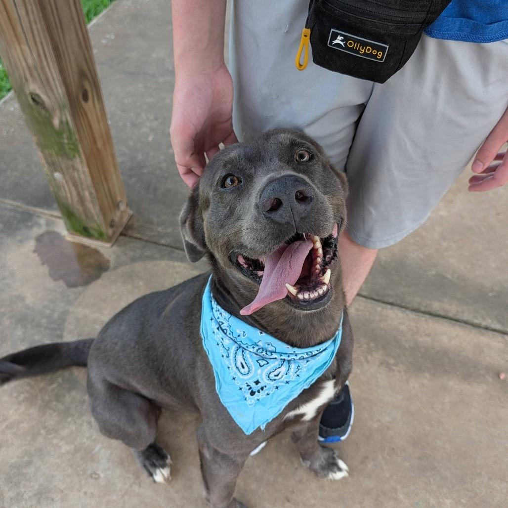 Jayda Skye, a Adoptable Mixed Breed in Columbiana, AL image 3/6