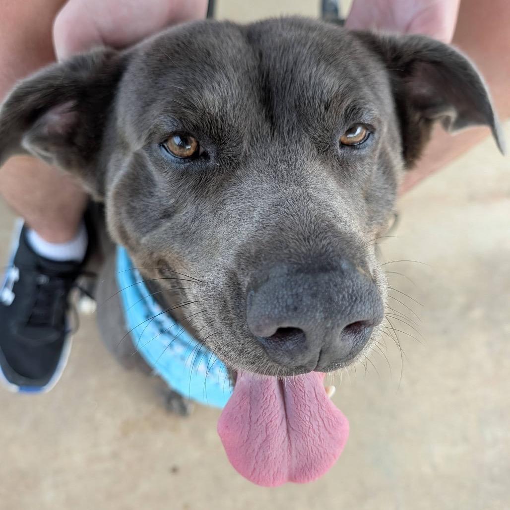 Jayda Skye, a Adoptable Mixed Breed in Columbiana, AL image 4/6