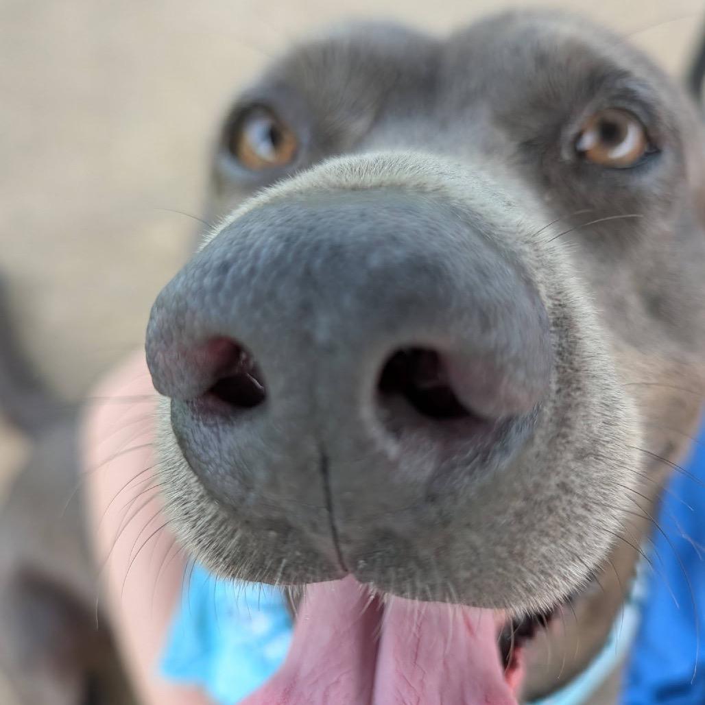 Jayda Skye, a Adoptable Mixed Breed in Columbiana, AL image 5/6