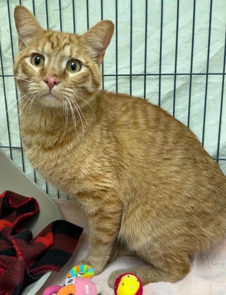 Enlarge Purcasso, a Adoptable mixed breed in Gillette, WY image 1/2