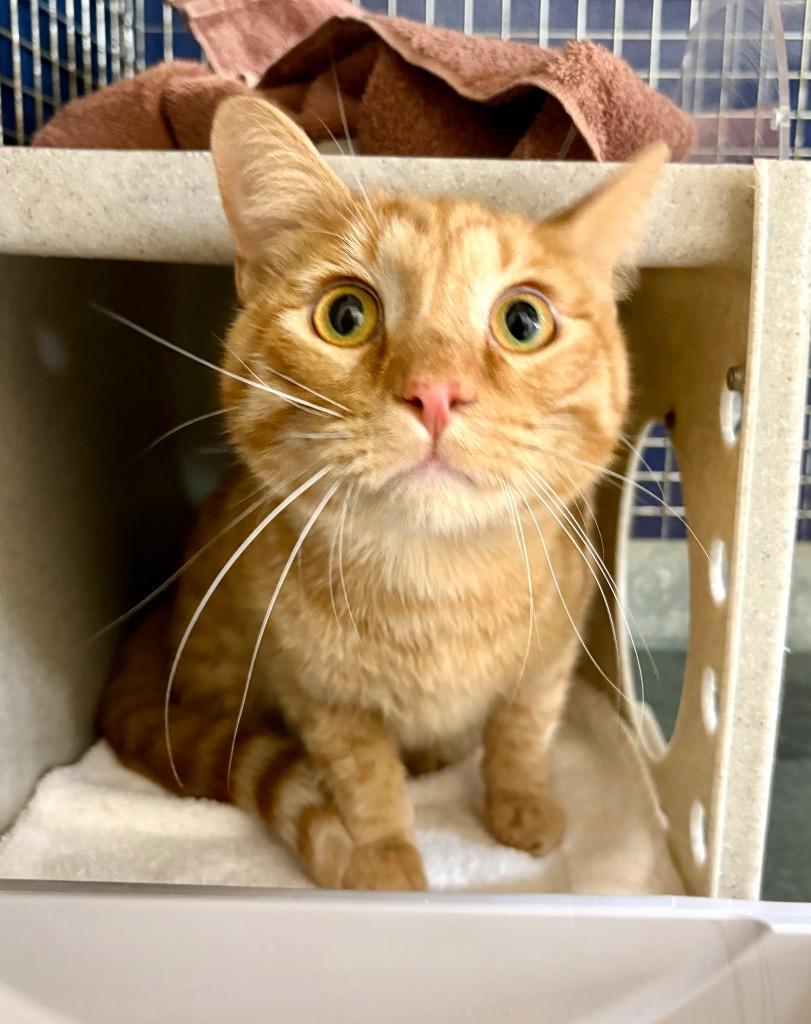 Enlarge Purcasso, a Adoptable mixed breed in Gillette, WY image 2/2