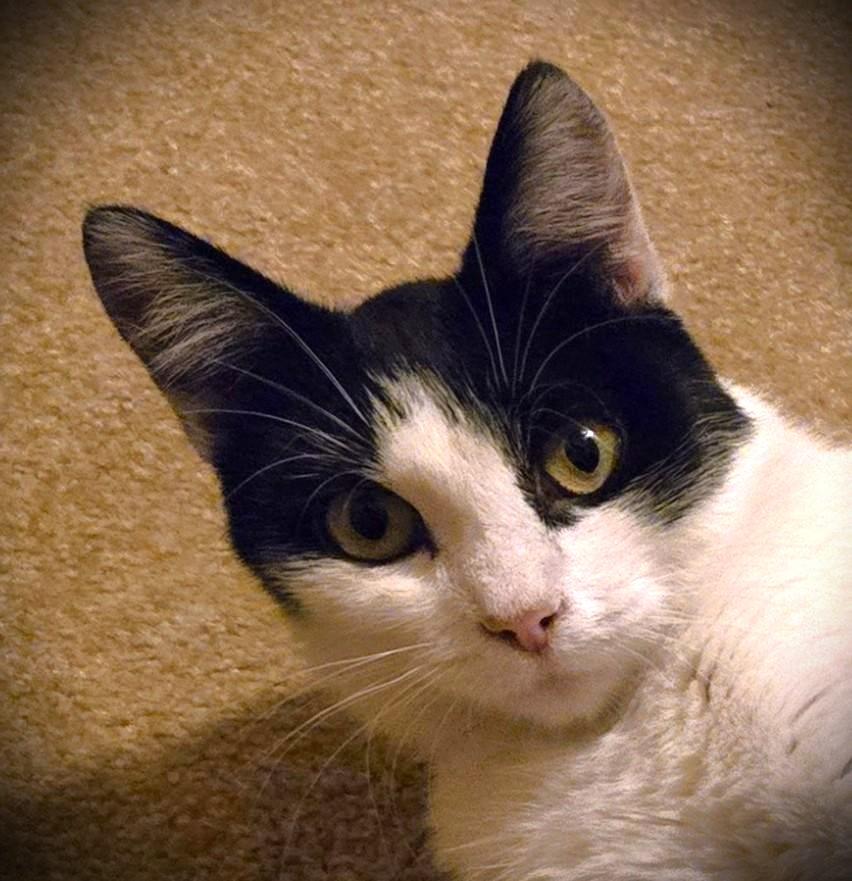 Enlarge Edith (Edie), a ADOPTABLE American Shorthair in Mankato, MN image 3/5