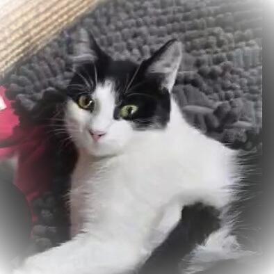 Enlarge Edith (Edie), a ADOPTABLE American Shorthair in Mankato, MN image 5/5