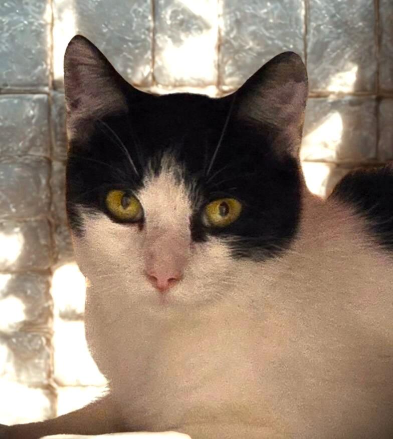 Enlarge Edith (Edie), a ADOPTABLE American Shorthair in Mankato, MN image 4/5